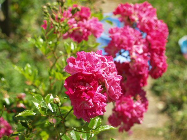 Розы почвопокровные подходят для декоративного озеленения площадей обладают устойчивостью против болезней листьев и сорняков.