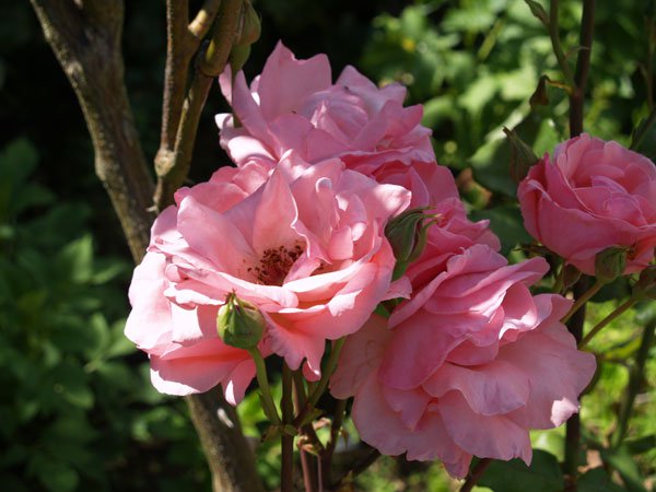 Роза является одной из любимых декоративных культур садоводов за красоту, изящество, разнообразие форм цветка и аромат.