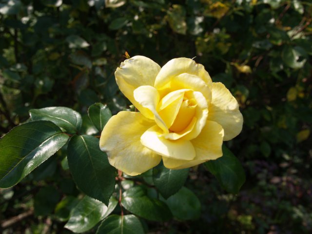 Роза садовая представлена огромным количеством сортов и украсит любой садовый участок.