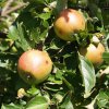 Яблоня - одна из самых распространенных плодовых культур и возделывается почти повсеместно.