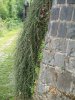 Ползущие растения оживят даже каменную стену.