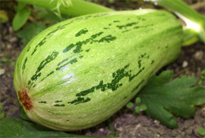 Кабачок